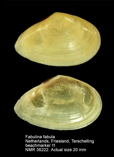 Fabulina fabula.jpg - Fabulina fabula(Gmelin,1791)